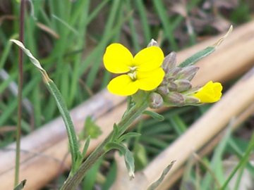 Etna - Erysimum bonannianum / Violaciocca di Bonanno